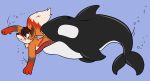  anthro blue_eyes canid canine cetacean crisstail delphinoid duo feral feroxdoon fox hi_res invalid_tag mammal marine oceanic_dolphin open_mouth orca red_fox soft_vore swallowing swimming teeth toothed_whale underwater vore water 