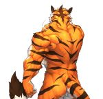  back_muscles butt captainjohkid colored felid feline fur male mammal muscular pantherine rear_view simple_background solo tiger white_background 