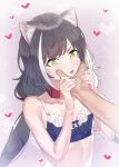  1boy 1girl animal_ear_fluff animal_ears bangs black_hair blush bra breasts cat_ears cheek_pinching cleavage collar dog_collar eyebrows_visible_through_hair fingernails frills green_eyes heart highres kyaru_(princess_connect) lips long_hair low_twintails multicolored_hair open_mouth out_of_frame pinching pink_background princess_connect! princess_connect!_re:dive small_breasts streaked_hair subachi tearing_up twintails twitter_username underwear upper_body watermark white_hair 