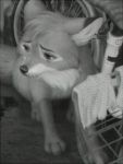  2019 bike_(disambiguation) black_and_white canid canine disney feral fox fox_and_the_hound fur male mammal monochrome outside sad sitting solo terry_grimm tod 