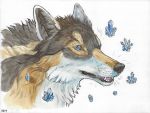  2019 4:3 ambiguous_gender anthro blue_eyes canid canine canis feral hi_res mammal maquenda rakan scar traditional_media_(artwork) wolf 