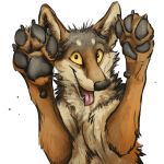  1:1 2016 4_toes :d alpha_channel ambiguous_gender black_claws black_eyes black_fur black_nose black_pawpads brown_fur bust_portrait canid canine canis claws coyote digital_media_(artwork) feral front_view fur happy kenket looking_at_viewer mammal multicolored_fur open_mouth open_smile pawpads paws pink_tongue portrait raised_arm reaction_image sharp_teeth simple_background smile solo sticker tan_sclera teeth toe_claws toes tongue tongue_out transparent_background white_fur 