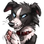  &gt;:) 1:1 2017 4_toes alpha_channel ambiguous_gender black_eyes black_fur black_nose blue_sclera border_collie bust_portrait canid canine canis claws collar collie digital_media_(artwork) domestic_dog evil_face feral front_view fur grin herding_dog kenket looking_aside mammal multicolored_fur pastoral_dog pawpads paws pink_pawpads portrait reaction_image sharp_teeth sheepdog simple_background smile solo sticker teeth toe_claws toes transparent_background two_tone_fur vincollie whiskers white_claws white_fur 