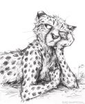  2019 anthro bored cheetah felid feline frown fur graphite_(artwork) greyscale hand_on_cheek head_on_hand kenket looking_aside lying male mammal monochrome on_front one_eye_closed pencil_(artwork) sketch solo spots spotted_fur traditional_media_(artwork) url whiskers 