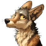  1:1 2016 :i alpha_channel ambiguous_gender black_eyes black_fur black_nose brown_fur canid canine canis coyote digital_media_(artwork) feral fur headshot_portrait kenket looking_aside mammal multicolored_fur portrait reaction_image side_view simple_background solo sticker tan_sclera transparent_background unimpressed white_fur 