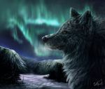  2012 absurd_res ambiguous_gender black_hair black_nose canid canine canis detailed_background digital_media_(artwork) feral hair hi_res mammal night outside sky solo star starry_sky wolf wolfroad 