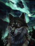  2019 aurora_borealis blue_eyes canid canine canis digital_media_(artwork) feral hi_res male mammal morihound rakan scar wolf 