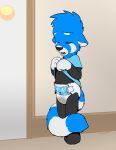  2019 ailurid anthro black_body black_fur black_nose blankieplush blue&#039;s_clues blue_(blue&#039;s_clues) blue_body blue_clothing blue_fur blue_shirt blue_topwear bodily_fluids clothed clothing clothing_lift diaper disappointed door door_knob eyes_closed fur genital_fluids hi_res inside mammal nickelodeon red_panda shirt shirt_lift solo standing tail_around_leg topwear urine wet_diaper wetting white_body white_fur young 