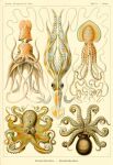 absurd_res ambiguous_gender ancient_art biological_illustration cephalopod coleoid decapodiform ernst_haeckel feral group hi_res marine mollusk octopodiform octopus public_domain technical_illustration tentacles zoological_illustration