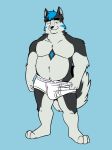 anthro barefoot black_eyes black_nose blue_background blue_body blue_fur blue_hair briefs briefs_only briefs_pull bulge canid canine canis clothed clothing clothing_pull dadbod domestic_dog feet fruit_of_the_loom fur grey_body grey_fur hair half-closed_eyes hand_on_underwear heyitscousindave hi_res husky male mammal narrowed_eyes nordic_sled_dog simple_background smile solo spitz tan_body tan_fur teasing topless underwear underwear_only underwear_pull