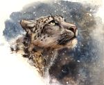  abstract_background ambiguous_gender black_spot felid feral fluffy fur grey_body grey_fur hi_res inner_ear_fluff kenket looking_up mammal pantherine pink_nose snow snow_leopard snowing solo tuft whiskers 