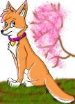  2008 ambiguous_gender blue_eyes canid canine collar fox looking_at_viewer mammal rousefox solo 