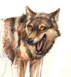  ambiguous_gender black_nose brown_body brown_fur canid canine canis fangs feral fur hi_res inner_ear_fluff kenket mammal open_mouth open_smile reaction_image simple_background smile solo tan_body tan_fur teeth tongue tuft whiskers white_background wolf yellow_eyes 