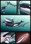  anatomically_correct animal_genitalia bodily_fluids cetacean claspers close-up comic cum cum_in_pussy cum_inside delphinoid dolorcin duo fellatio female female_penetrated feral feral_on_feral fish genital_fluids hi_res internal interspecies male male/female male_penetrating male_penetrating_female mammal marine nude oceanic_dolphin oral orca penetration penile penis pussy sex shark toothed_whale underwater vaginal vaginal_penetration water 