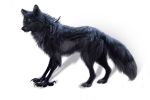  2013 4_toes ambiguous_gender blue_eyes canid canine digital_media_(artwork) enfield feral fox fur grey_body grey_fur hioshiru_(character) hybrid mammal solo standing toes wolfroad 