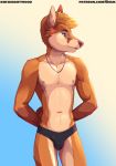  2019 absurd_res anthro areola athletic blue_background blue_eyes brown_body brown_fur bulge canid canine clothed clothing digital_media_(artwork) fingers fox front_view fur gradient_background hair hands_behind_back hi_res jewelry looking_away male mammal necklace orange_body orange_fur partially_clothed pecs pinup pose shiuk simple_background solo speedo standing swimwear text topless tuft underwear url watermark whiskers 