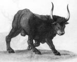  16th_century aurochs balls bovid bovine feral hi_res horn male mammal presenting presenting_balls proper_art solo teodoro_ghisi traditional_media_(artwork) 