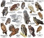 2015 ambiguous_gender athene_(bird) avian barn_owl barred_owl bird black_body black_eyes black_feathers boreal_owl brown_body brown_feathers bubo_(genus) burrowing_owl eared_owl elf_owl english_text eurasian_eagle-owl european_scops_owl feathered_wings feathers feral flying great_grey_owl great_horned_owl grey_body grey_feathers long_eared_owl looking_at_viewer madagascan_owl masked_owl multicolored_body multicolored_feathers northern_saw-whet_owl owl perching red_sclera roger_hall saw-whet_owl scientific_name short-eared_owl simple_background snowy_owl species_name spots spotted_body spotted_feathers strix_(genus) tan_body tan_feathers text tree_branch true_owl tytonid western_screech_owl white_background white_body white_feathers wings yellow_sclera 