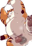  2019 anthro armpit_hair balls belly body_hair butt felid garouzuki humanoid_hands humanoid_penis male mammal moobs nipples overweight overweight_male pantherine penis simple_background solo tiger white_background 