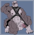  2017 5_fingers 5_toes abs absurd_res anthro arody balls biceps big_balls big_muscles big_penis blue_eyes canid canine canis collar conal_(character) fingers flaccid flexing foreskin fur grey_body grey_fur grey_hair hair harness hi_res huge_muscles humanoid_penis kneeling leash leather looking_at_viewer male mammal mostly_nude multicolored_body multicolored_fur muscular muscular_male nipples pecs penis plantigrade smile solo toes two_tone_body two_tone_fur vein veiny_penis wolf 