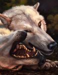  black_nose canid canine canis claws duo feral fur hi_res kenket mammal open_mouth outside paws teeth tongue whiskers white_body white_fur wolf 