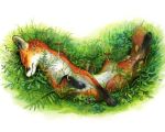  2019 4_toes anthro canid canine female fox fur mammal orange_body orange_fur paws sleeping solo tamberella toes traditional_media_(artwork) white_body white_fur 