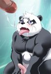  2019 absurd_res after_sex alp_(tas) anthro balls black_body black_fur bodily_fluids crying cum cum_on_face erection fur genital_fluids giant_panda hi_res humanoid_penis male male/male mammal moobs overweight overweight_male penis q14658091 tears tokyo_afterschool_summoners tongue tongue_out ursid video_games white_body white_fur 