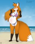  beach belly big_belly bikini blush canid canine clothing female fox geckoguy123456789 leokitsune mammal pregnant sand seaside solo swimwear water 