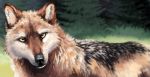  2015 absurd_res ambiguous_gender black_body black_fur brown_body brown_fur canid canine canis feral fluffy fur grass hi_res inner_ear_fluff light lighting looking_at_viewer mammal mexican_wolf outside snowfoxatheart solo tree tuft wolf yellow_eyes 