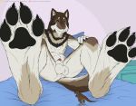  animal_genitalia anthro balls bartucthebloody bed bedroom brown_body brown_fur canid canine canis dinosaur duo foot_focus fur furniture macro mammal micro micro_on_macro nude paws penis reptile scalie sheath size_difference tan_body tan_fur white_body white_fur wolf 