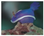  2018 aquatic_gastropod gastropod hi_res hyeing02 jorunna_parva marine mollusk nudibranch sea_slug slug solo 