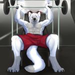  1:1 2017 4_toes 5_fingers abs anthro biceps biped bodily_fluids bottomwear bulge canid canine canis claws clothed clothing digital_media_(artwork) dipstick_tail erection exercise fingers fur grey_body grey_fur gym hair hi_res homogenousrule leg_markings looking_at_viewer male mammal markings multicolored_body multicolored_fur multicolored_tail muscular muscular_male one_eye_closed pawpads paws pecs pyro_wolfie red_bottomwear red_clothing red_shorts shorts smile socks_(marking) solo sweat toes topless tuft weightlifting weights white_body white_fur white_hair wolf workout 