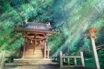  forest hankachi_(okayama012) original shrine tree 