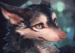  ambiguous_form ambiguous_gender blue_eyes canid canine canis fur headshot_portrait hi_res mammal portrait rady-wolf signature solo wolf 