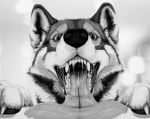  alekthebeasty ambiguous_gender bodily_fluids canid canine canis claws domestic_dog ear_tuft fangs feral fur husky looking_at_viewer mammal monochrome mouth_shot nordic_sled_dog open_mouth pawpads paws saliva saliva_string spitz teeth tongue tongue_out tuft vore 