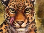  black_spots felid fur headshot_portrait hi_res kenket licking licking_lips mammal orange_body orange_fur portrait solo spots spotted_body spotted_fur tongue tongue_out whiskers 