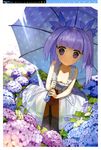  absurdres bangs blunt_bangs dress flower girl's_avenue highres hydrangea light_rays megami panties polka_dot polka_dot_umbrella purple_eyes purple_hair smile solo sunbeam sunlight thighhighs twintails umbrella underwear wada_aruko 