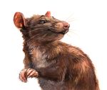  ambiguous_gender brown_body brown_fur feral fur hi_res kenket light lighting mammal murid murine pink_nose rat rodent simple_background solo whiskers white_background 