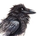  ambiguous_gender avian beak bird black_body black_feathers corvid corvus_(genus) feathers feral fluffy hi_res kenket raven simple_background solo white_background 