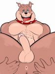  abs anthro anus balls blue_eyes brown_body brown_fur bulldog canid canine canis collar digital_media_(artwork) domestic_dog erection fur genitals gypsy_king_(artist) humanoid_penis invalid_tag male mammal mastiff metro-goldwyn-mayer molosser muscular nude open_mouth pecs penis pose simple_background smile solo spike_bulldog teeth tom_and_jerry tongue tongue_out 