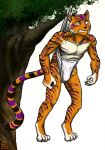  anthro branch briefs bulge clothing digital_media_(artwork) felid fur hi_res humiliation juniorjosi male mammal outside pantherine solo striped_body striped_fur stripes suspension tiger tighty_whities tree underwear wedgie white_clothing white_underwear 