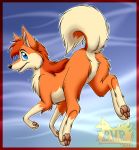  2020 alaskan_klee_kai ambiguous_gender blue_eyes butt canid canine canis domestic_dog featureless_crotch feral fur hi_res looking_back mammal orange_body orange_fur pawpads raised_tail rear_view simple_background solo spitz tan_body tan_fur tre_pinkney 