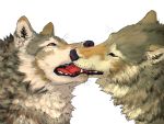  4:3 alpha_channel ambiguous/ambiguous ambiguous_gender brown_eyes canid canine canis duo feral french_kissing fur kissing licking mammal sekki teeth tongue tongue_out wolf yellow_eyes 