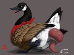  2020 anatid animal_genitalia anseriform anserinae avian avian_penis big_penis bird black_body black_fur bodily_fluids brown_eyes cum cum_leaking erection feathered_wings feathers feral fur genital_fluids genitals goose grey_background handkerchief huge_penis inviting looking_back male penis precum presenting red_penis seductive simple_background solo tail_feathers tapering_penis thick_penis tongue tongue_out truegrave9 vein white_body white_fur wings 