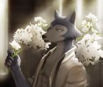  5_fingers 7theaven abs absurd_res anthro beastars canid canine canis chest_tuft claws clothed clothing fangs fingers flower hi_res holding_object legoshi_(beastars) looking_at_object male mammal open_mouth pecs plant solo suspenders teeth tuft unbuttoned_shirt wolf 