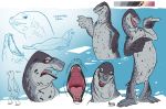  5_fingers anthro biped digital_media_(artwork) english_text feral fingers haifisch_ehrlich leopard_seal lying male mammal marine model_sheet on_front open_mouth pinniped seal signature simple_background smile solo standing teeth text tongue whiskers 