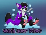  anthro black-stallion canid canine canis cleaning domestic_dog elkhound hi_res male mammal pawalo pawpads paws soap_bubbles solo spitz wash water 