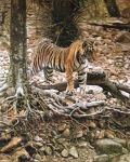  2020 ambiguous_gender felid feral forest mammal oil_painting_(artwork) painting_(artwork) pantherine photorealism rock solo stripes tiger tony_karpinski traditional_media_(artwork) tree 