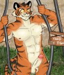  aggressive big_penis erection felid genitals male mammal muscular pantherine penis solo tiger tiger_king 