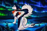  2019 anthro anthrofied anus aurora_borealis bandanna black_body black_fur breasts butt canid canine canis detailed_background digital_media_(artwork) domestic_dog edit female fluff-kevlar fur genitals hair half-closed_eyes hand_on_hip harness hi_res humanoid_genitalia husky landscape leash looking_at_viewer looking_back mammal narrowed_eyes night night_sky nipples nordic_sled_dog nude outside pawpads plant pussy raised_tail sky smile snow solo spitz star starry_sky white_body white_fur 